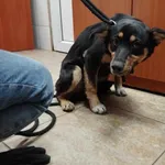 Znaleziono psa, Toruń, 8 czerwca 2024