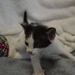 Przyjęty: 2024-06-10 Gmina: Brzeszcze Płeć: Kocur Opis: europejska, biało-czarne