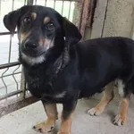 Cześ to pies przywieziony w dniu 03.06.2024r z terenu g. Trojanów, mały, miał na szyi zaciśnięte trzy obroże pod którymi powstała rana , teraz się goi, jest miłym , małym psem