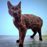 Kot do adopcji, Ropczyce, 12 czerwca 2024