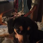 Zaginął pies, Łódź, 12 czerwca 2024