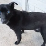 Czarnuś to pies przywieziony w dniu 05.06.2024r z gm. Warka , bardzo stary , niedowidzący, przygłuchy, malutki, miły