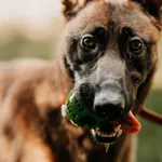 Carmen 616093902519313