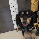 Przyjęty: 2024-06-12 Gmina: Babice Płeć: Pies Opis: mieszaniec, czarne-podpalane