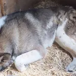 Czesmir to pies przywieziony w dniu 04.06.2024r z terenu gm. Szulborze Wielkie, w bardzo złym stanie, jest leczony, średni