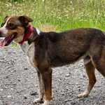 Pies do adopcji, Ropczyce, 12 czerwca 2024