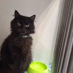 Kot do adopcji, Orzechowce, 11 czerwca 2024