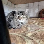 Kot do adopcji, Orzechowce, 11 czerwca 2024