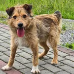 Pies do adopcji, Ropczyce, 12 czerwca 2024