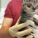 Nr: 224/2024 - Kot z Legnickie Pole