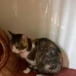 Kot do adopcji, Orzechowce, 11 czerwca 2024