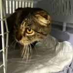 Kot do adopcji, Orzechowce, 11 czerwca 2024