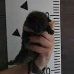 Przyjęty: 2024-06-13 Gmina: Libiąż Płeć: Kocur Opis: europejska, czarne