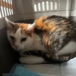 Kot do adopcji, Orzechowce, 11 czerwca 2024