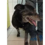 Znaleziono psa, Białystok, 13 czerwca 2024