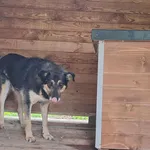 Pies do adopcji, Orzechowce, 12 czerwca 2024