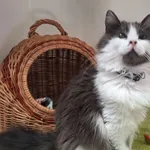 Kot do adopcji, Orzechowce, 11 czerwca 2024