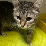 Kot do adopcji, Orzechowce, 11 czerwca 2024