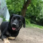 Pies do adopcji, Oborniki, 11 maja 2024