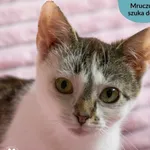 Kot do adopcji, Dąbrówka, 14 czerwca 2024