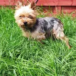 Znaleziono psa, Czartki, 14 czerwca 2024