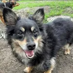 Znaleziono psa, Grudziądz, 7 grudnia 2023