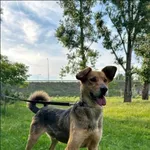 Znaleziono psa, Grudziądz, 2 marca 2024