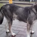 Pies do adopcji, Brodnica, 29 stycznia 2021