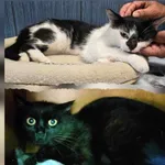 Kot do adopcji, Ropczyce, 14 czerwca 2024