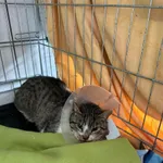 Kot do adopcji, Kielce, 14 czerwca 2024