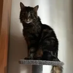 Zaginął kot, Toruń, 14 czerwca 2024