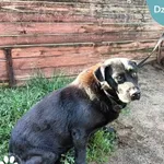 Znaleziono psa, Dąbrówka, 13 czerwca 2024