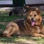 Pies do adopcji, Brodnica, 19 marca 2020