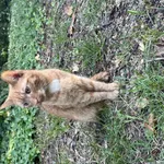 Znaleziono ruga kotkę, przycięte ucho i skrócony ogonek- po urazie.