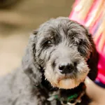 Oddam psa, Olsztyn, 15 czerwca 2024