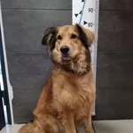 Znaleziono psa, Chełmek, 14 czerwca 2024