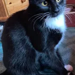 Zaginął kot, Łódź, 14 czerwca 2024