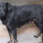 Czołówka to suczka przywieziona w dniu 13.06.2024r z terenu gm. Stoczek Łukowski, mała, wystraszona