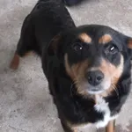 Czareczka to suczka przywieziona w dniu 13.06.2024r z terenu gm. Trojanów, nieduża, wesoła, miła