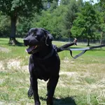 Pies do adopcji, Chełmek, 18 maja 2024