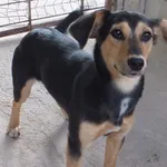 Czereśnia to suczka przywieziona w dniu 12.06.2024r z terenu gm. Trojanów, nieduża, miła, wesoła