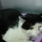 INTERWENCJA 15.06.2024.