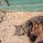 Zaginął kot, Łódź, 15 czerwca 2024