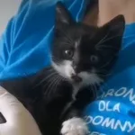 Kot do adopcji, Radom, 16 czerwca 2024