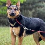 Imię: Czip: 616093902524199 Płeć: samica Wiek: styczeń 2022 Wielkość: średni Kastracja/sterylizacja: tak Inne Psy: Akceptuje towarzystwo innych zwierząt Dzieci: W wieku szkolnym Charakter: Delikatna, 