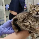 Znaleziono kota, Toruń, 11 maja 2024