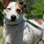 Imię: Sezamek Czip: 939000011015336 Płeć: samiec Wiek: styczeń 2021 Wielkość: mały Kastracja/sterylizacja: tak Inne Psy: Akceptuje towarzystwo innych zwierząt Dzieci: W wieku szkolnym Charakter: Spoko