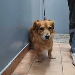 Znaleziono psa, Sosnowiec, 16 czerwca 2024