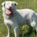 Imię: Albik Czip: 939000011015615 Płeć: samiec Wiek: styczeń 2023 Wielkość: średni Kastracja/sterylizacja: tak Inne Psy: Akceptuje towarzystwo innych zwierząt Dzieci: W wieku szkolnym Charakter: Rados