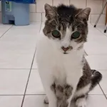 Kocurek poz. 24/288/K